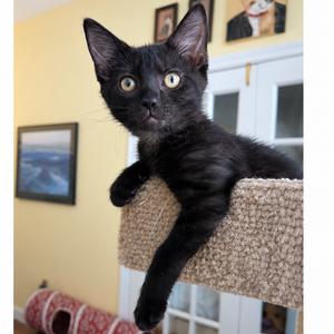 Boxie, kitten, available for adoption