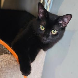 A black cat with bright green eyes is lying on a cat tree, looking directly at the camera. The cat has a sleek, shiny coat and is resting on a beige, textured surface. The background is a light blue wall.