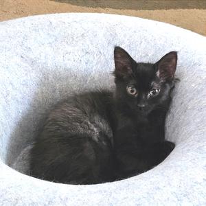 Poo Bear, kitten, available for adoption