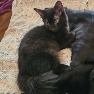 Poo Bear, kitten, available for adoption