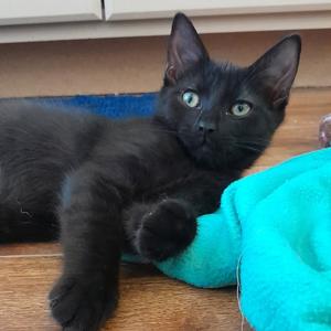 Boomer, kitten, available for adoption