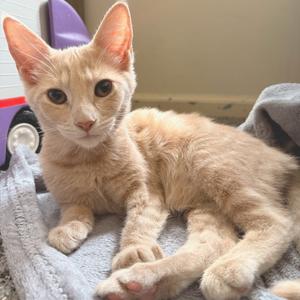 A light orange cat with large ears and bright eyes is lying on a gray blanket. The cat is looking directly at the camera with a calm expression. In the background, there is a purple object and a white wall.