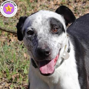 Jazzy, American Blue Heeler, adult, available for adoption