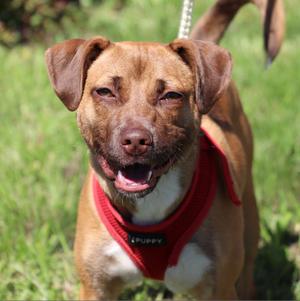 Kendall, Terrier, adult, available for adoption