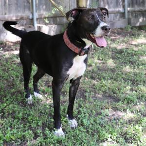 Loki, Retriever, Black Labrador, adult, available for adoption