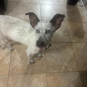 Kona, Catahoula Leopard Dog, adult, available for adoption