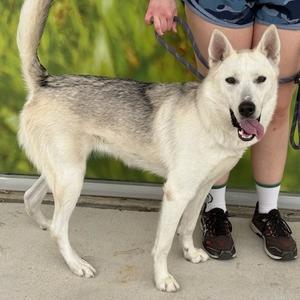Brie, Husky, adult, available for adoption