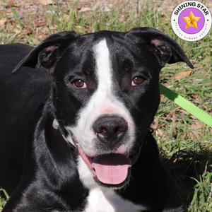 Bo, Retriever, Labrador, adult, available for adoption