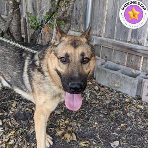 Axle, Shepherd, German, adult, available for adoption