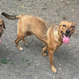 Callie, Retriever, adult, available for adoption