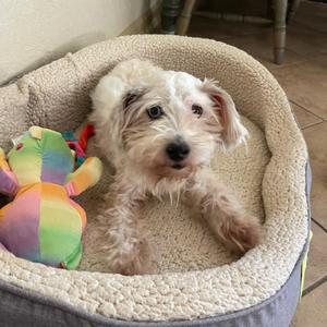 Jackson, Schnauzer, senior, available for adoption