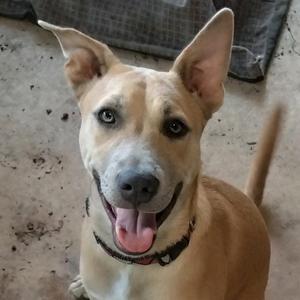 Cutie Pie, Collie, Border, adult, available for adoption
