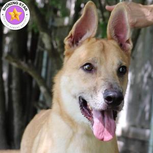 Apollo, Retriever, adult, available for adoption