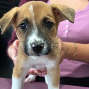 Jet, Terrier, Jack Russell, available for adoption