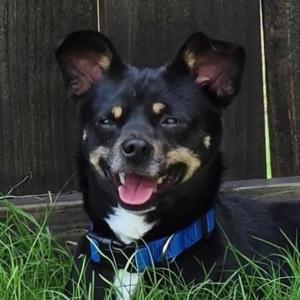 Mickey, Chihuahua, adult, available for adoption