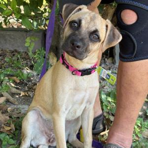 Dolly, Pug, young, available for adoption