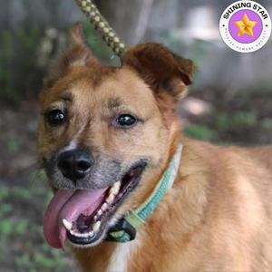 Auggie, Retriever, senior, available for adoption