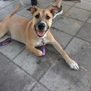 Holden, Shepherd, adult, available for adoption