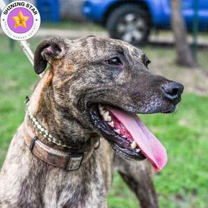 Cora, Terrier, adult, available for adoption