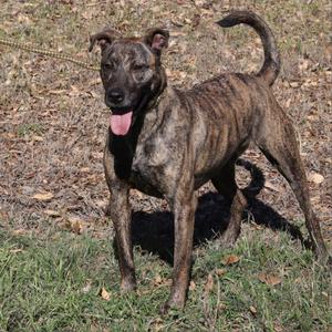A brindle-colored dog standing on grass with its tongue out, looking towards the camera.