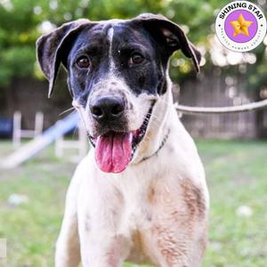 Jasper, Pointer, adult, available for adoption