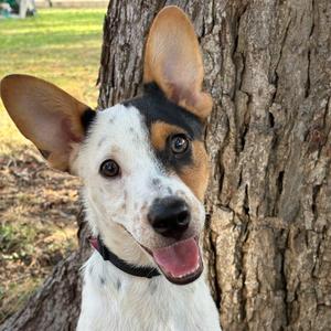 Baxter, Terrier, Parson Jack Russell, available for adoption