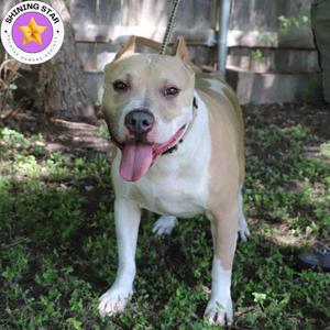 Leo, Terrier, Pit Bull, adult, available for adoption