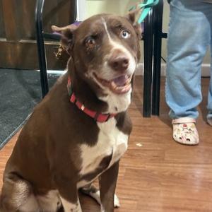 Don Juan, Husky, adult, available for adoption