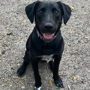 Mosley, Retriever, Black Labrador, adult, available for adoption