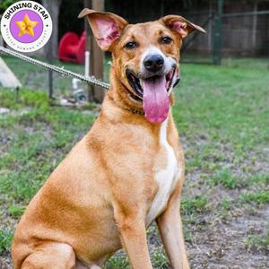 Cooper, Shepherd, adult, available for adoption