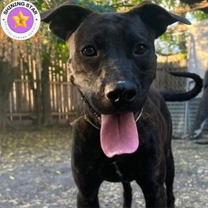 Luna, Terrier, adult, available for adoption