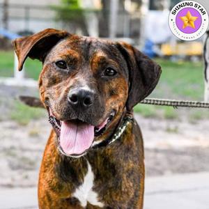 Cinnamon, Terrier, adult, available for adoption