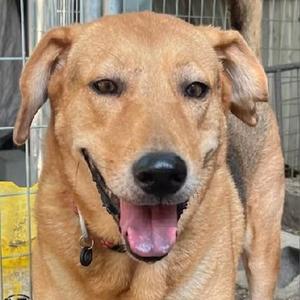 Adele, Shepherd, senior, available for adoption