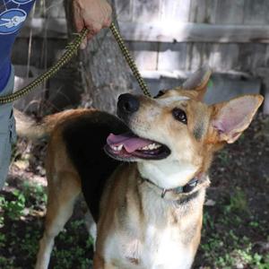 Ellie, Shepherd, Australian, adult, available for adoption