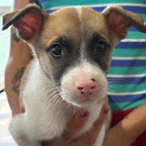 Archie, Terrier, Jack Russell, available for adoption