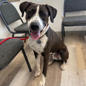Duke, Mixed Breed (Large), adult, available for adoption