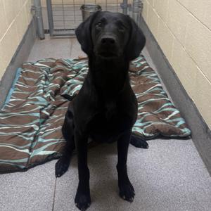 Jules, Retriever, Black Labrador, adult, available for adoption