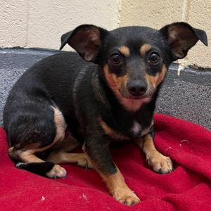 Hope, Chihuahua, adult, available for adoption