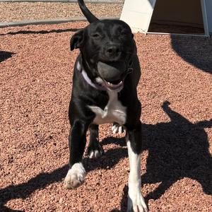 Dolly, Mixed Breed (Medium), adult, available for adoption
