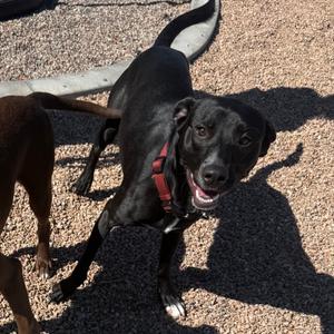 Asher, Mixed Breed (Medium), adult, available for adoption