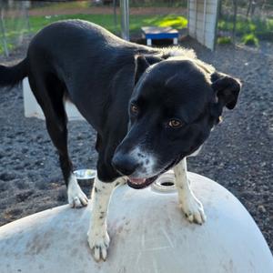 Grizz, Mixed Breed (Large), adult, available for adoption