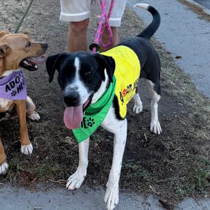 Otis, Collie, Border, adult, available for adoption