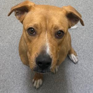 Loki, Boxer, adult, available for adoption