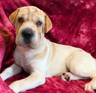 Clover, Mixed (unknown), young, available for adoption