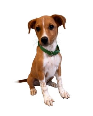 a brown and white dog sitting on a white background