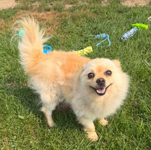 Frisco, Pomeranian, available for adoption