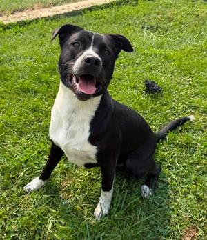 Topps, Mixed (unknown), adult, available for adoption