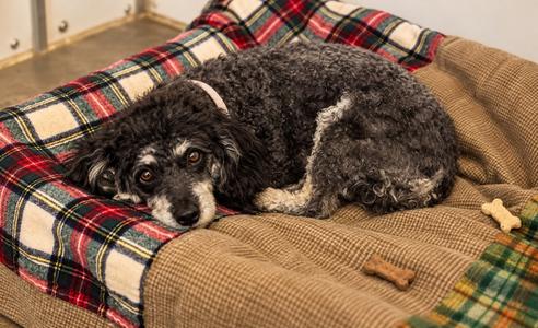 Pearl, Mini poodle, available for adoption