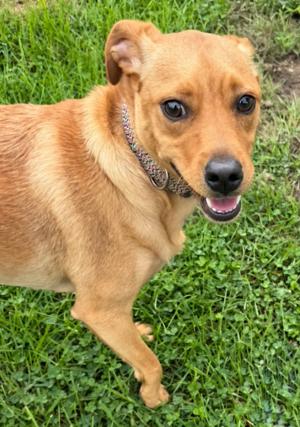 Dash, Chihuahua/Mixed (unknown), adult, available for adoption