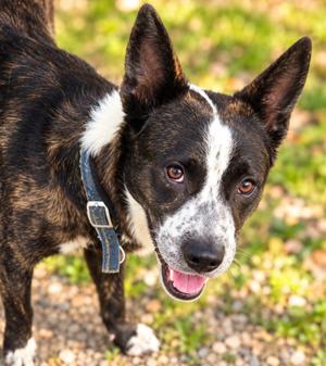 Milford, Mixed (unknown), available for adoption